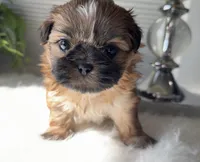 Pita, a female Shih Tzu for sale in Mount Vernon, WA – Photo 7 of 8