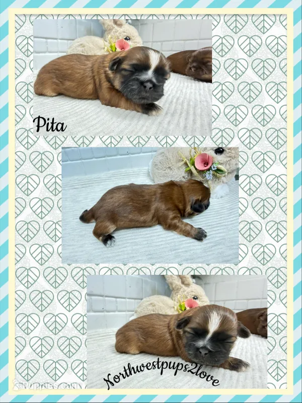Pita