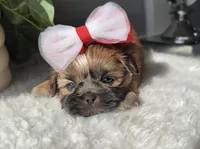 Pita, a female Shih Tzu for sale in Mount Vernon, WA – Photo 5 of 8