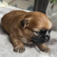 Lily #1, a female Shih Tzu for sale in Mount Vernon, WA – 5 of 7