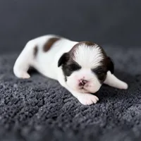 Enzo, a male Shih Tzu for sale in Mount Vernon, WA – 1 of 9