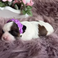 Evie, a female Shih Tzu for sale in Mount Vernon, WA – 5 of 7