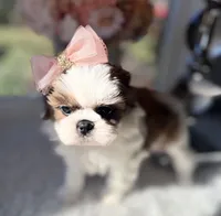 Elsie , a female Shih Tzu for sale in Mount Vernon, WA – 8 of 9