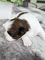 Enzo, a male Shih Tzu for sale in Mount Vernon, WA – 7 of 9