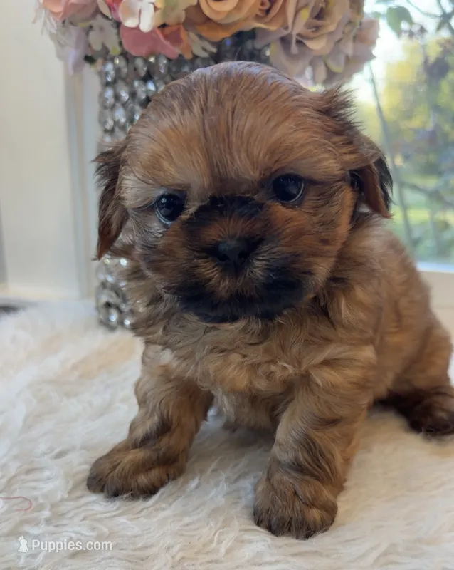 Lee #5 – Shih Tzu puppy for sale in Mount Vernon, WA