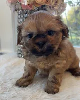 Lee #5 AKC, a male Shih Tzu for sale in Mount Vernon, WA – 1 of 8