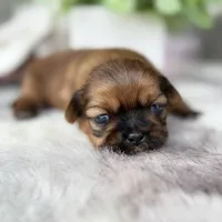 Lee , a male Shih Tzu for sale in Mount Vernon, WA – 3 of 10