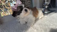 Evie, a female Shih Tzu for sale in Mount Vernon, WA – 9 of 9