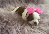 Elsie , a female Shih Tzu for sale in Mount Vernon, WA – 5 of 9