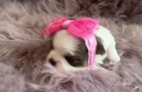 Elsie , a female Shih Tzu for sale in Mount Vernon, WA – 4 of 9
