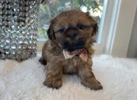 Lee #5 AKC, a male Shih Tzu for sale in Mount Vernon, WA – 2 of 8