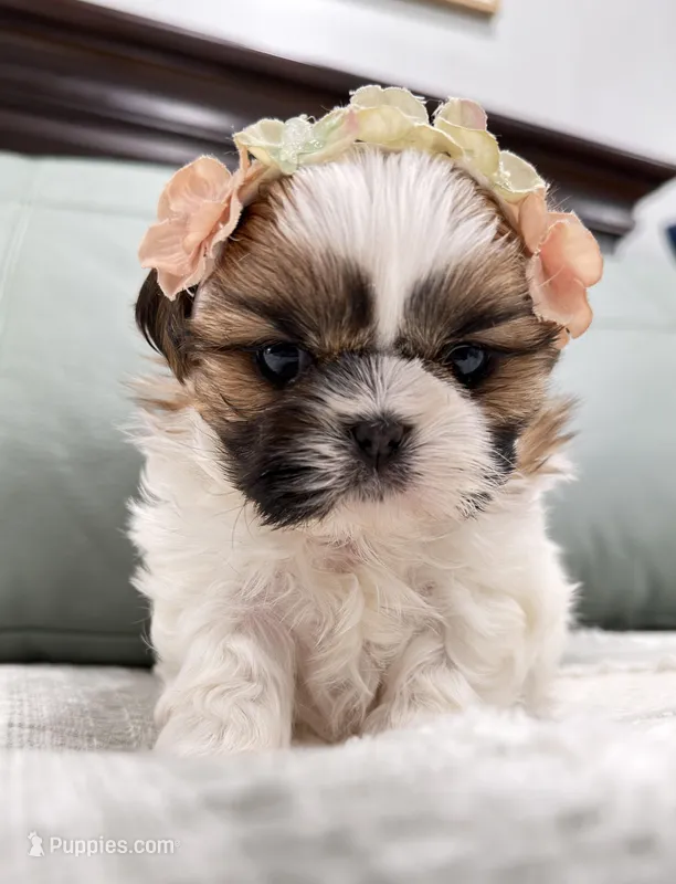 Cezi – Shih Tzu puppy for sale in Mount Vernon, WA