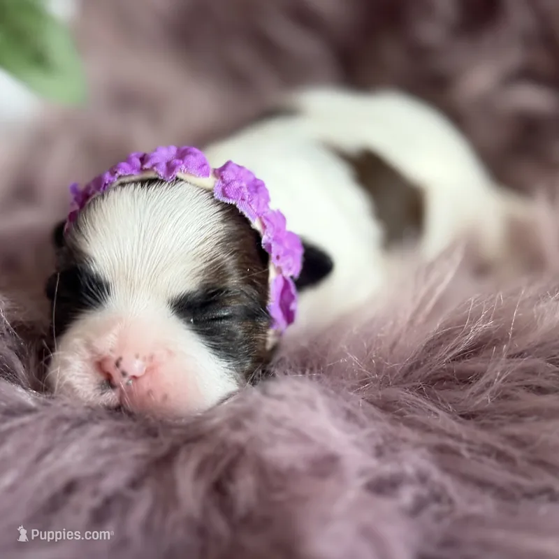 Evie – Shih Tzu puppy for sale in Mount Vernon, WA