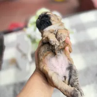 Luzia # 3, a female Shih Tzu for sale in Mount Vernon, WA – 4 of 7