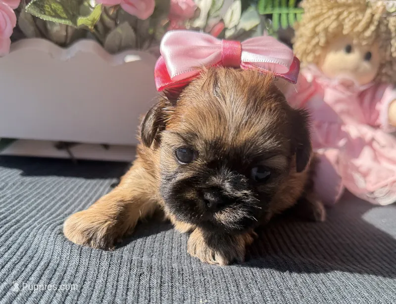 Luzia # 3 – Shih Tzu puppy for sale in Mount Vernon, WA