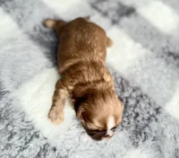Lizzy #2, a female Shih Tzu for sale in Mount Vernon, WA – 7 of 7