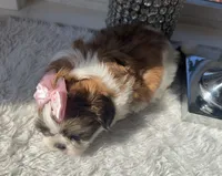 Evie, a female Shih Tzu for sale in Mount Vernon, WA – 7 of 9