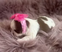 Elsie , a female Shih Tzu for sale in Mount Vernon, WA – 3 of 9
