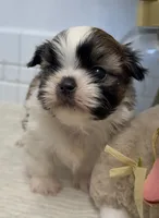 Valentino , a male Shih Tzu for sale in Mount Vernon, WA – Photo 2 of 5