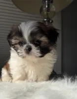 Valentino , a male Shih Tzu for sale in Mount Vernon, WA – Photo 2 of 5