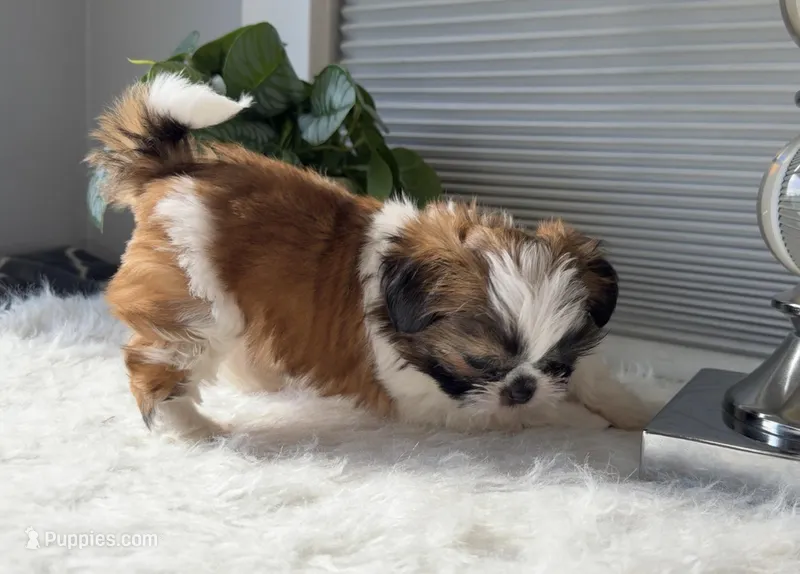 Valentino  – Shih Tzu puppy for sale in Mount Vernon, WA