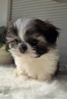 Valentino , a male Shih Tzu for sale in Mount Vernon, WA – Photo 5 of 5