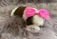 Elsie , a female Shih Tzu for sale in Mount Vernon, WA – 2 of 9