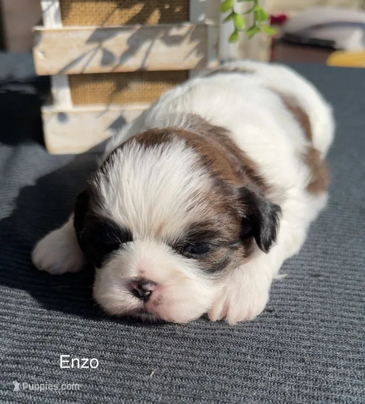 Enzo – Shih Tzu puppy for sale in Mount Vernon, WA