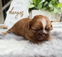 Lizzy #2, a female Shih Tzu for sale in Mount Vernon, WA – 2 of 7