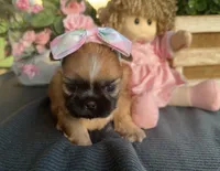 Tiny Lily #1, a female Shih Tzu for sale in Mount Vernon, WA – 5 of 8
