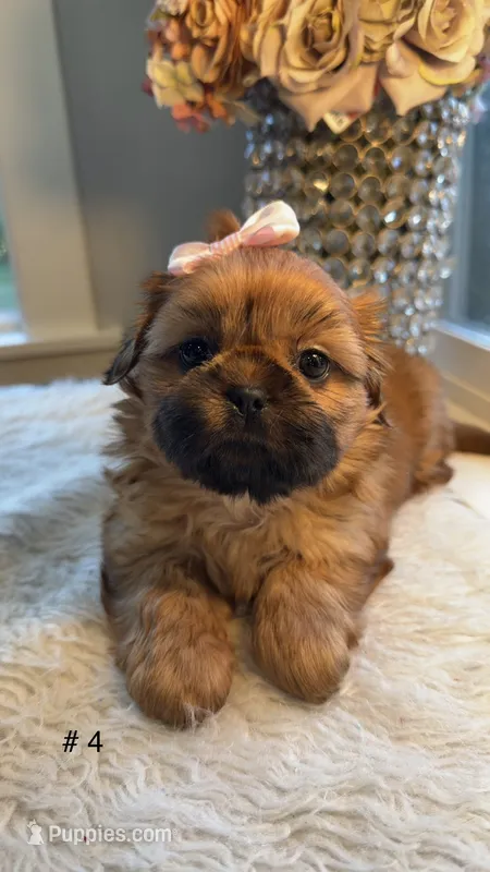 Lexi #4 – Shih Tzu puppy for sale in Mount Vernon, WA