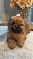 Lexi #4 AKC, a female Shih Tzu for sale in Mount Vernon, WA – 1 of 7