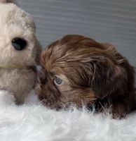 Peanut , a male Shih Tzu for sale in Mount Vernon, WA – Photo 2 of 8