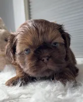 Peanut , a male Shih Tzu for sale in Mount Vernon, WA – Photo 4 of 8