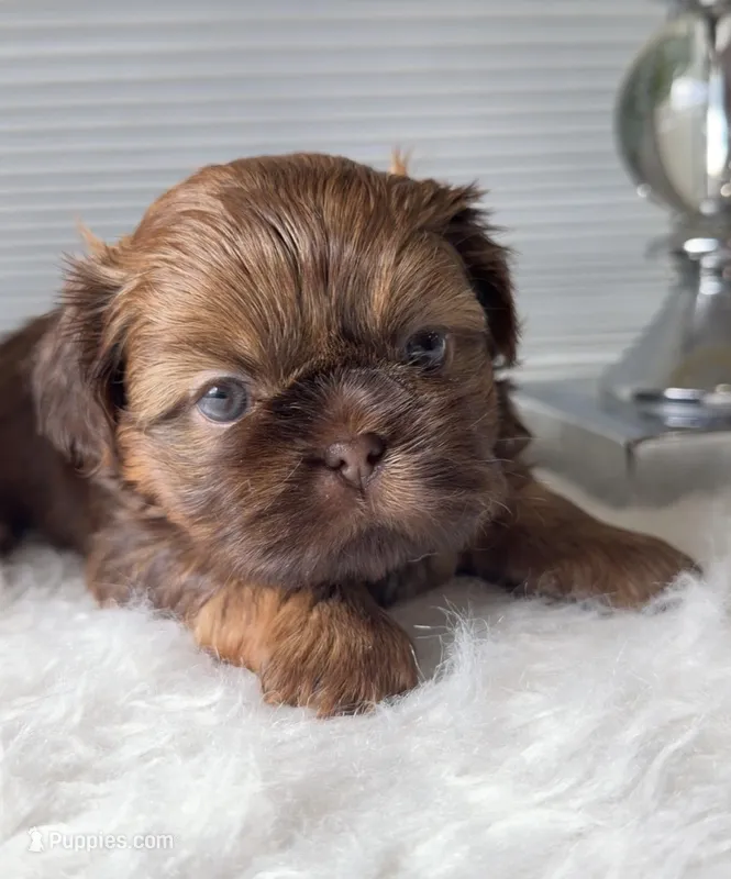 Peanut  – Shih Tzu puppy for sale in Mount Vernon, WA