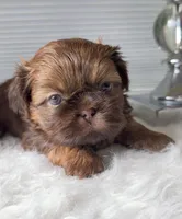 Peanut , a male Shih Tzu for sale in Mount Vernon, WA – Photo 1 of 8