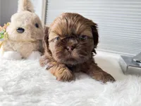 Peanut , a male Shih Tzu for sale in Mount Vernon, WA – Photo 8 of 8