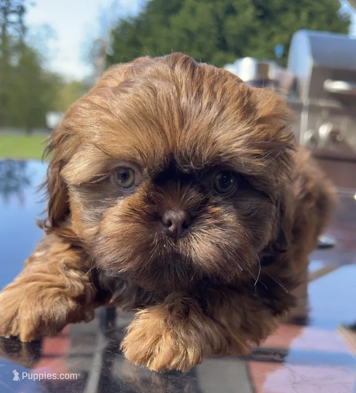Peanut  – Shih Tzu puppy for sale in Mount Vernon, WA