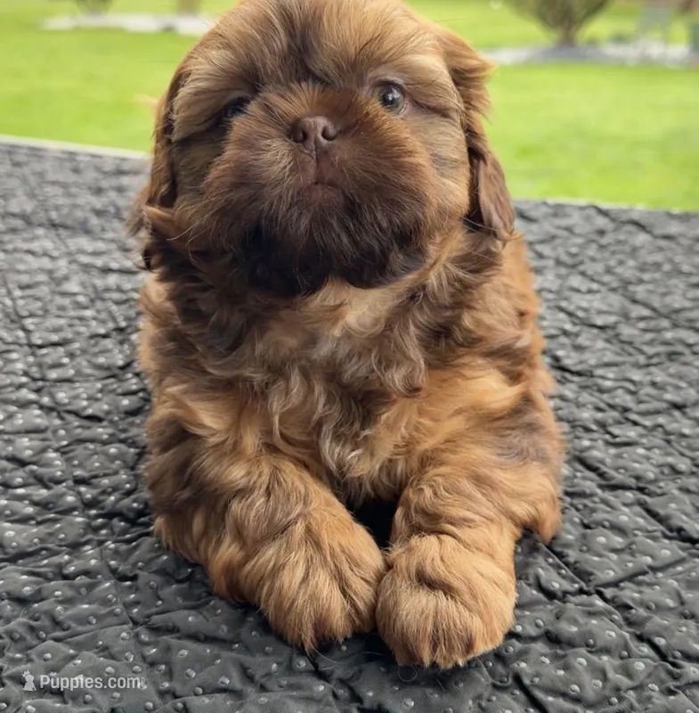 Peanut  – Shih Tzu puppy for sale in Mount Vernon, WA