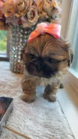 Luzia # 3 AKC, a female Shih Tzu for sale in Mount Vernon, WA – 1 of 6