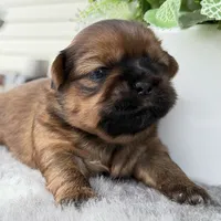 Lee , a male Shih Tzu for sale in Mount Vernon, WA – 2 of 10