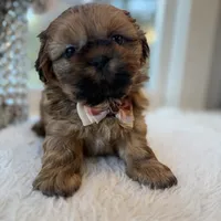 Lee #5 AKC, a male Shih Tzu for sale in Mount Vernon, WA – 7 of 8
