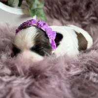 Evie, a female Shih Tzu for sale in Mount Vernon, WA – 2 of 7