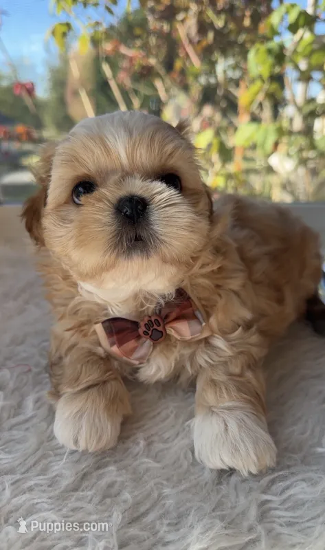 Cheyenne  – Shih Tzu puppy for sale in Mount Vernon, WA