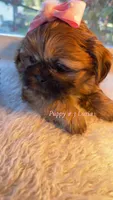 Luzia # 3 AKC, a female Shih Tzu for sale in Mount Vernon, WA – 5 of 6