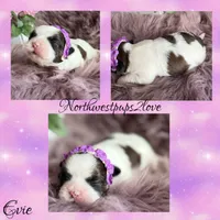 Evie, a female Shih Tzu for sale in Mount Vernon, WA – 4 of 7
