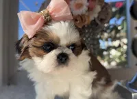 Elsie , a female Shih Tzu for sale in Mount Vernon, WA – 2 of 9