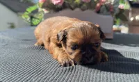 Lee #5, a male Shih Tzu for sale in Mount Vernon, WA – 5 of 9