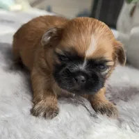 Lily #1, a female Shih Tzu for sale in Mount Vernon, WA – 6 of 7