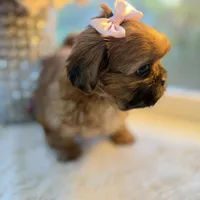 Lexi #4 AKC, a female Shih Tzu for sale in Mount Vernon, WA – 3 of 7